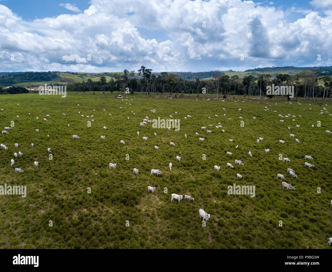 Pará, Brazil. Aerial view of cattle grazing in deforested green area of Amazon on a sunny summer day. Stock Photo