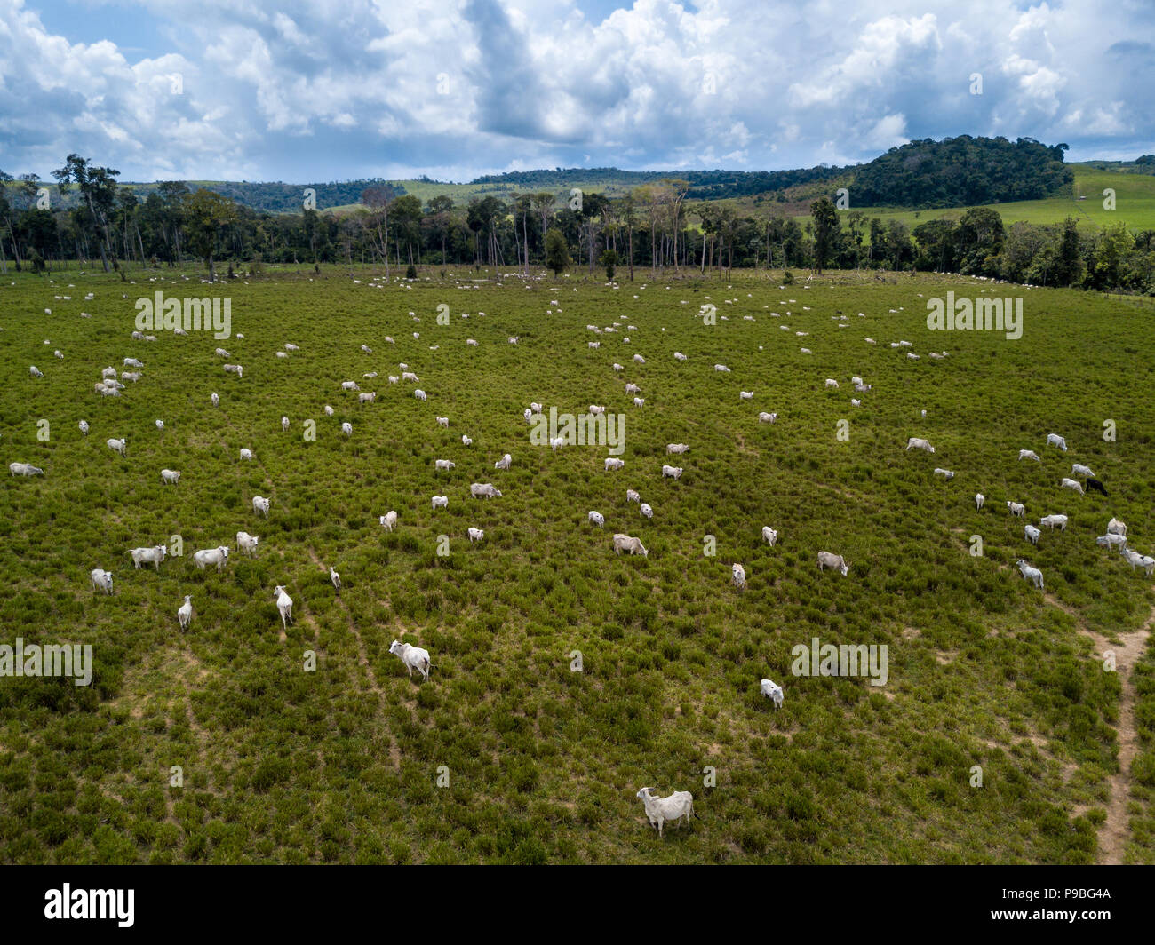 Pará, Brazil. Aerial view of cattle grazing in deforested green area of Amazon on a sunny summer day. Stock Photo