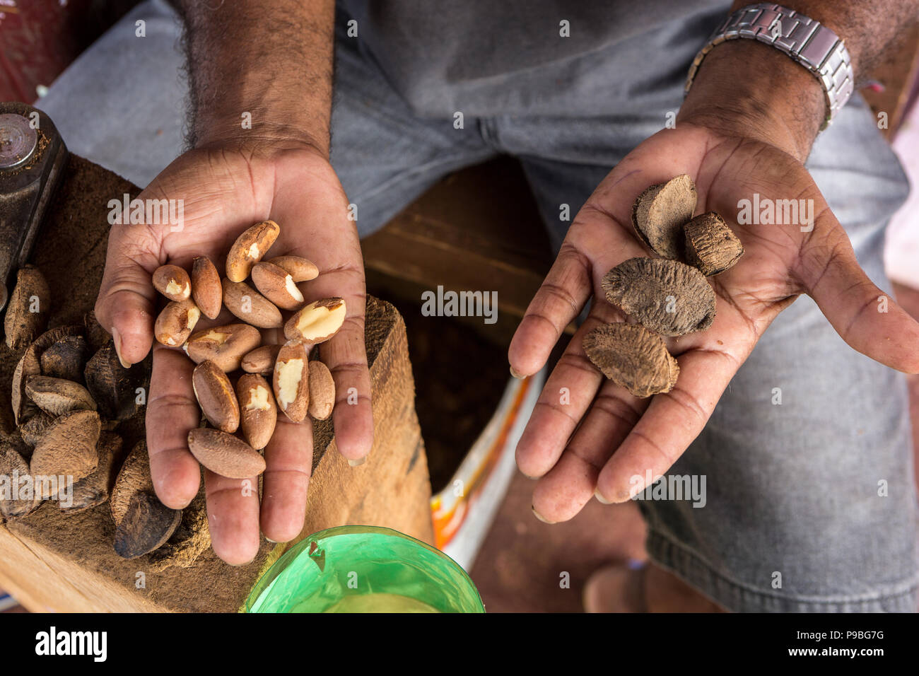 Pará, Brazil. Close up of a  producer's hand holding Brazil nuts in the Amazon. Stock Photo