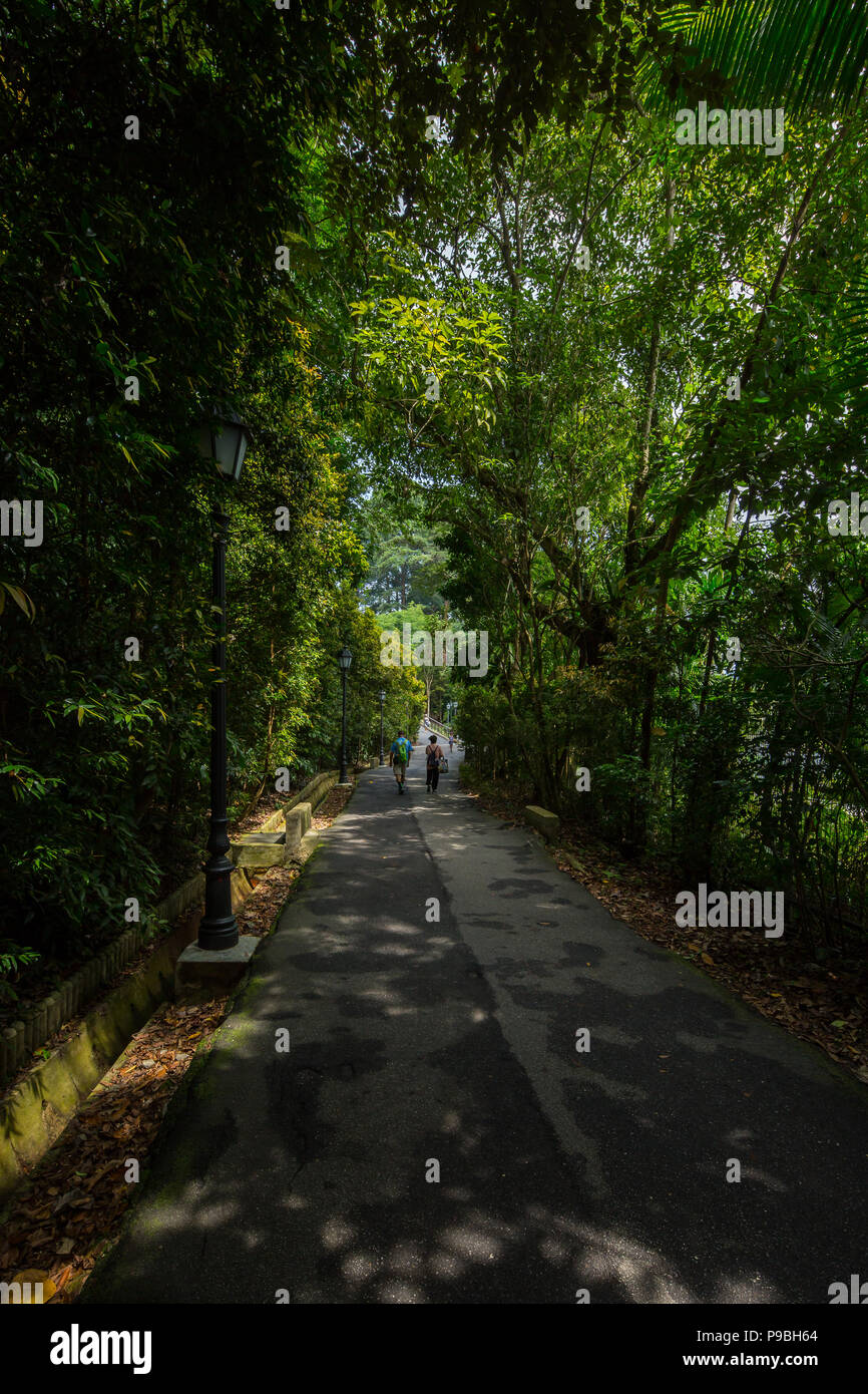 A shaded path by the lush tall trees at Singapore Botanical Garden