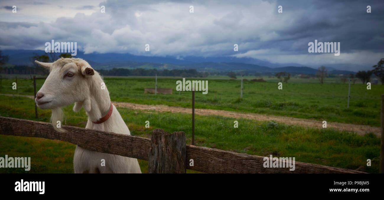 A goat on a fence in the Yarra Valley farm land. Stock Photo