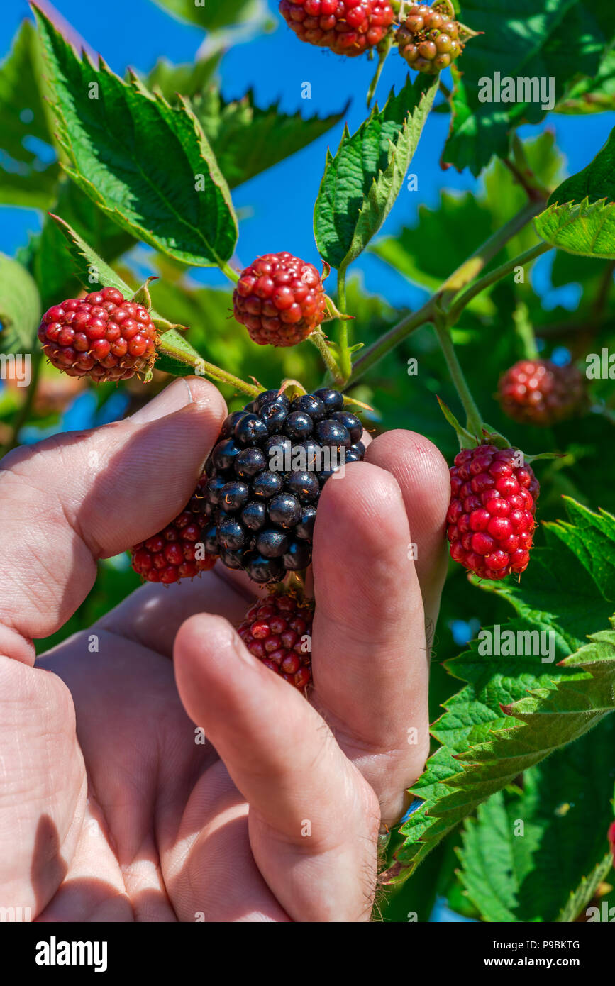 Closeup of a hand picking up a blackberriy from a bush - selective focus Stock Photo
