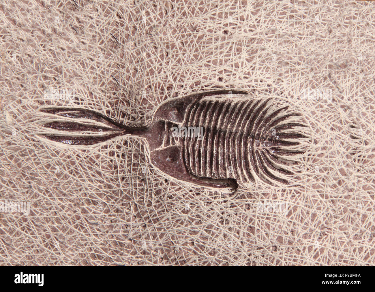Petrified fossil trilobite in stone Stock Photo Alamy