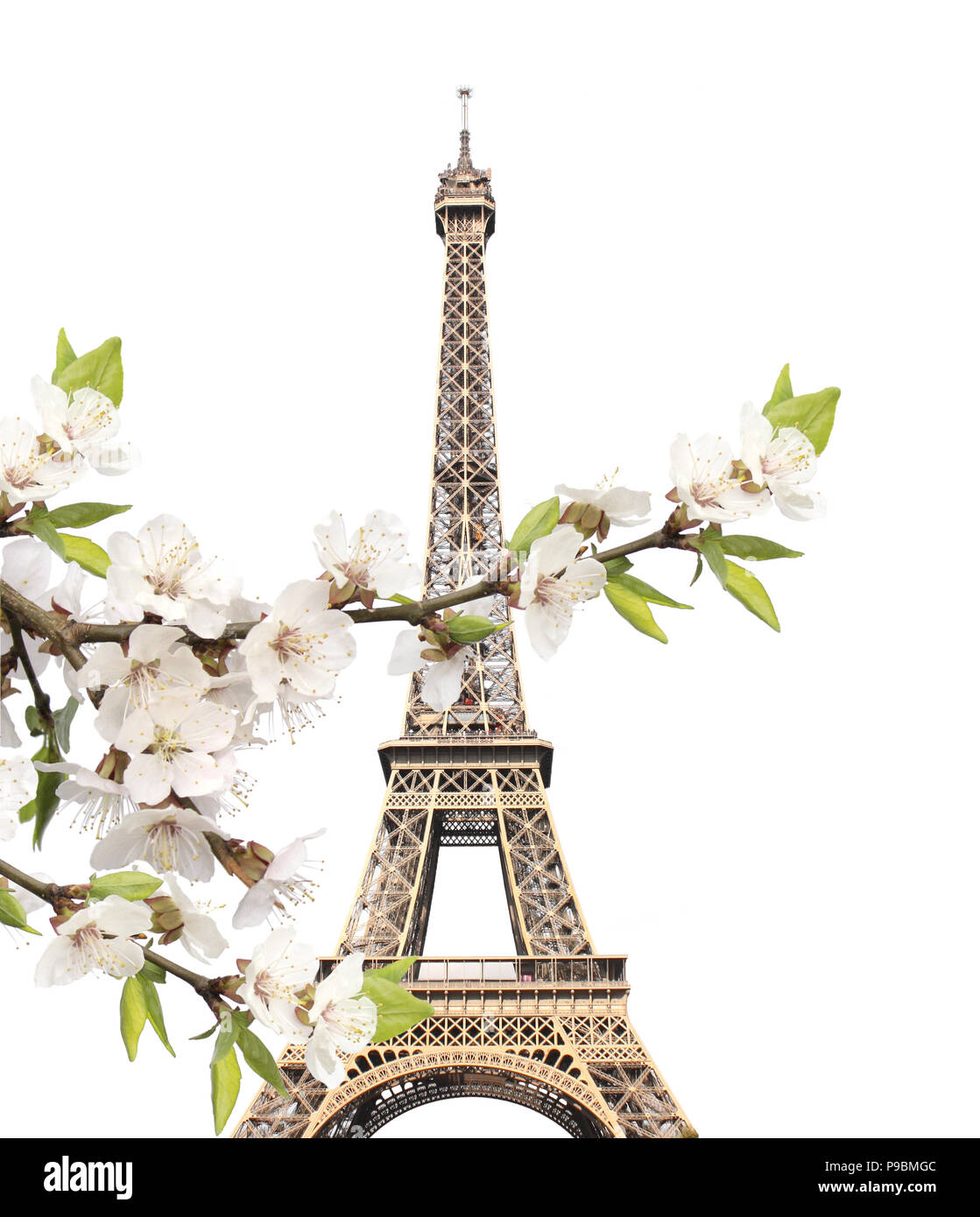 Famous landmark of Paris - Eiffel tower and cherry flowers. Isolated on white background Stock Photo