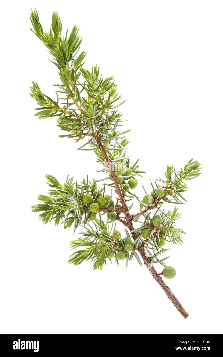 Juniper branch with green berries isolated on white Stock Photo