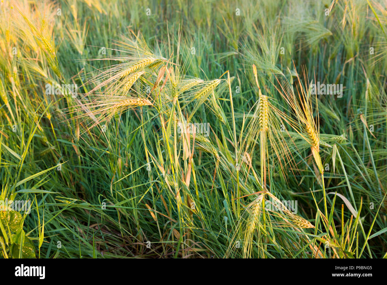 Windblown wheat fields and wild grasses near ,Vareilles, La Souterraine, Creuse, Nouvelle Aquitaine, France Stock Photo