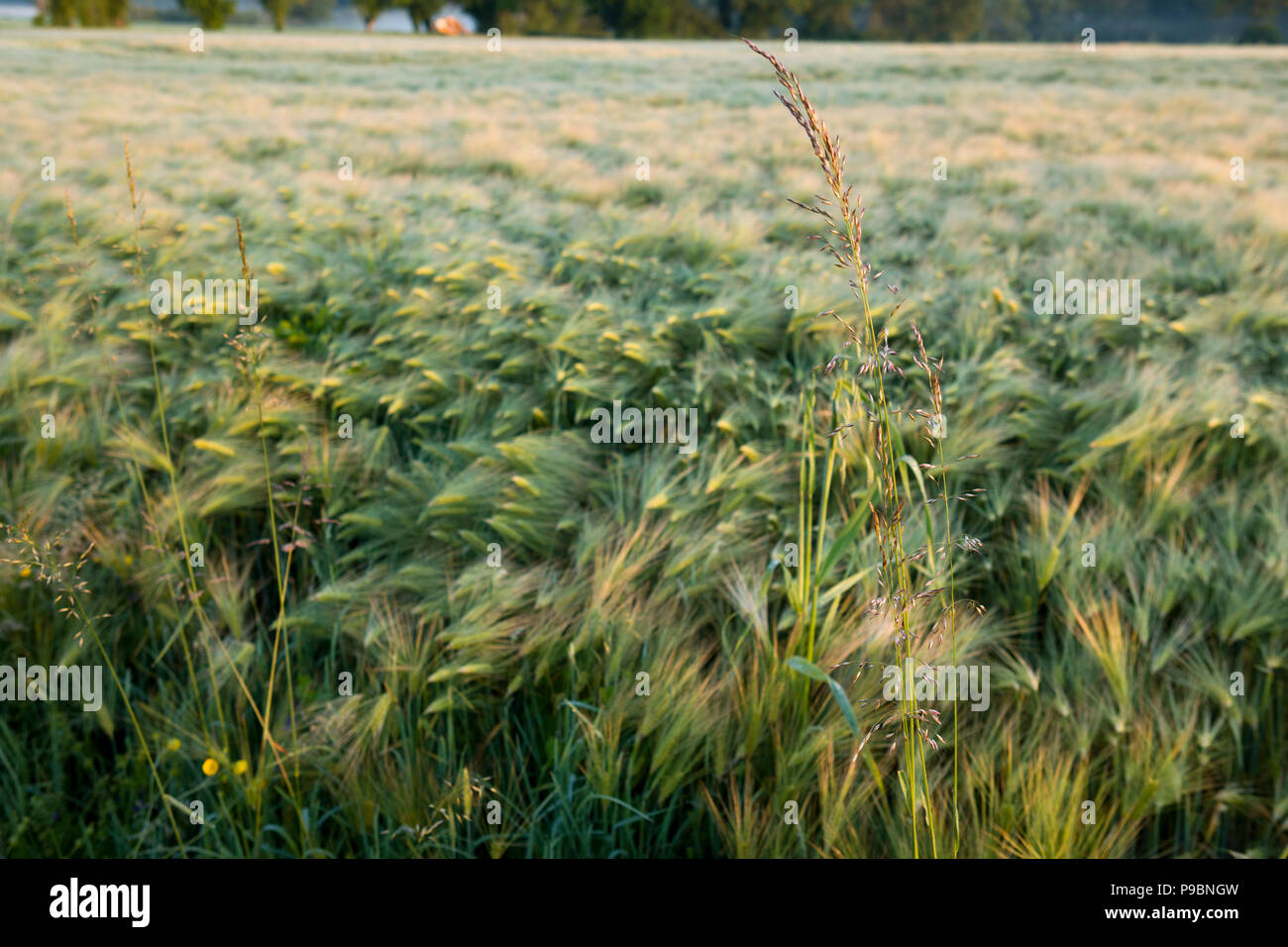 Windblown wheat fields and wild grasses near ,Vareilles, La Souterraine, Creuse, Nouvelle Aquitaine, France Stock Photo