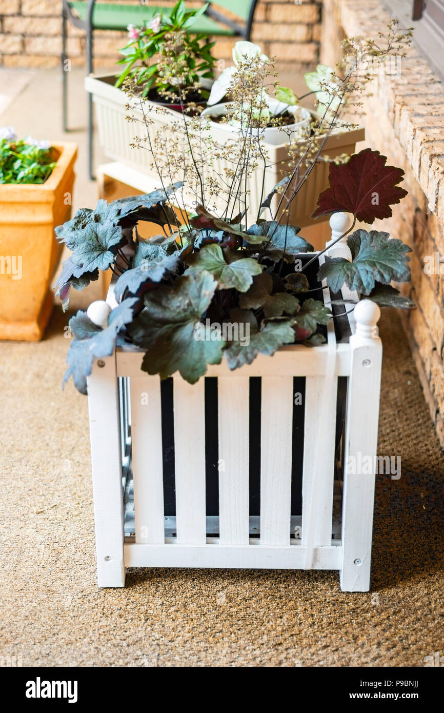 Coral Bell plant, Heuchera hybrid, with spent flowers, in a  white slatted wooden planter box sitting on a front porch. Stock Photo