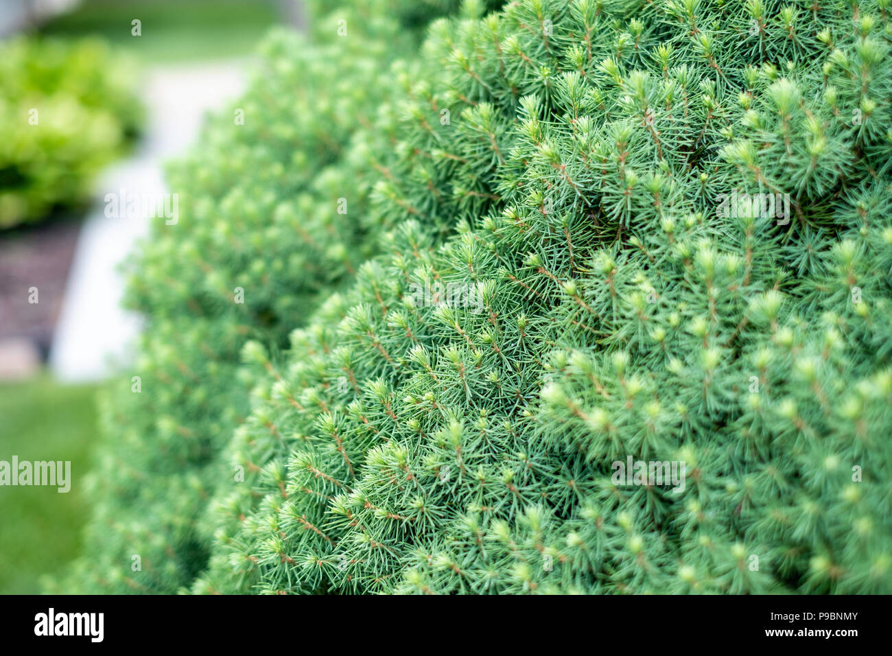 A dwarf mounding Picea, a white spruce, growing in Kansas, USA. Stock Photo