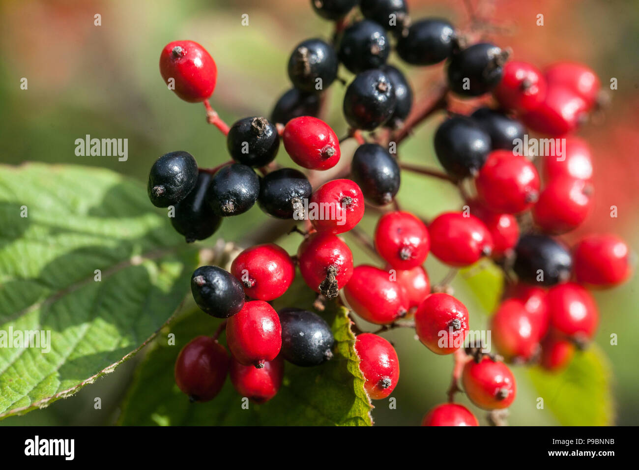 Viburnum carlcephalum, berries Stock Photo