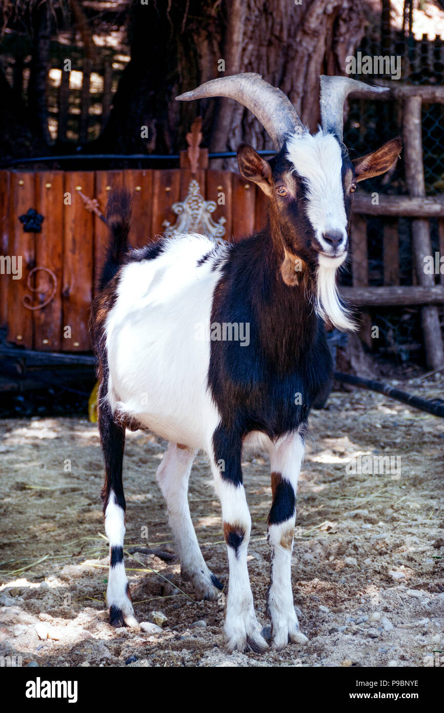Billy goat beard horns hires stock photography and images Alamy