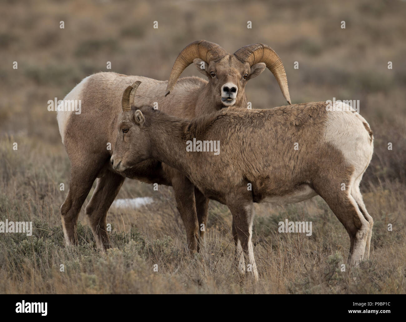 Bighorn Sheep Stock Photo