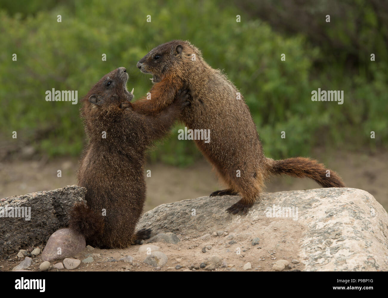 Marmots Stock Photo