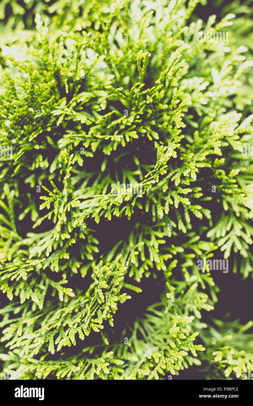 Close up of a branch of thuja tree; nature background Stock Photo