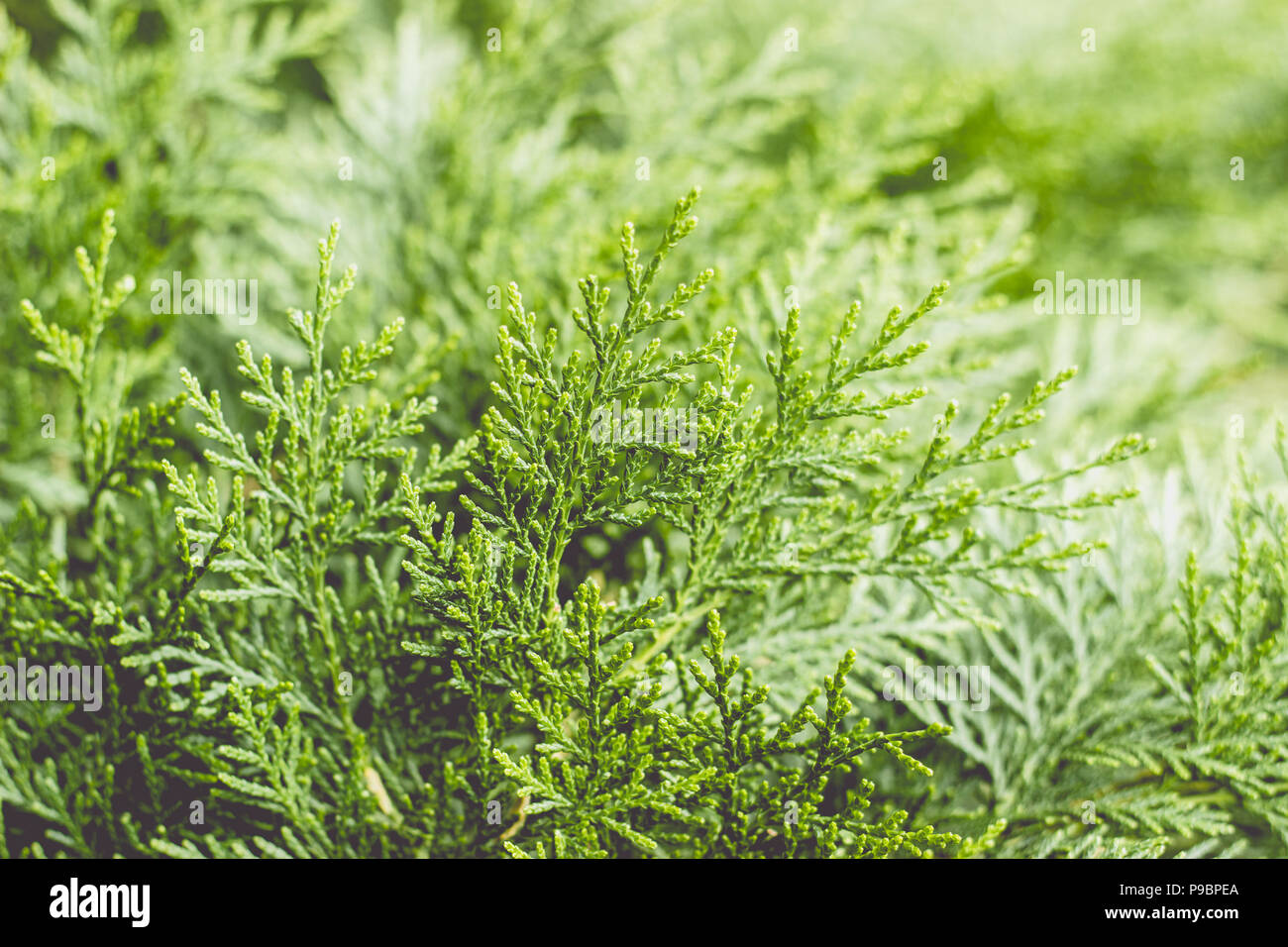 Close up of a branch of thuja tree; nature background Stock Photo