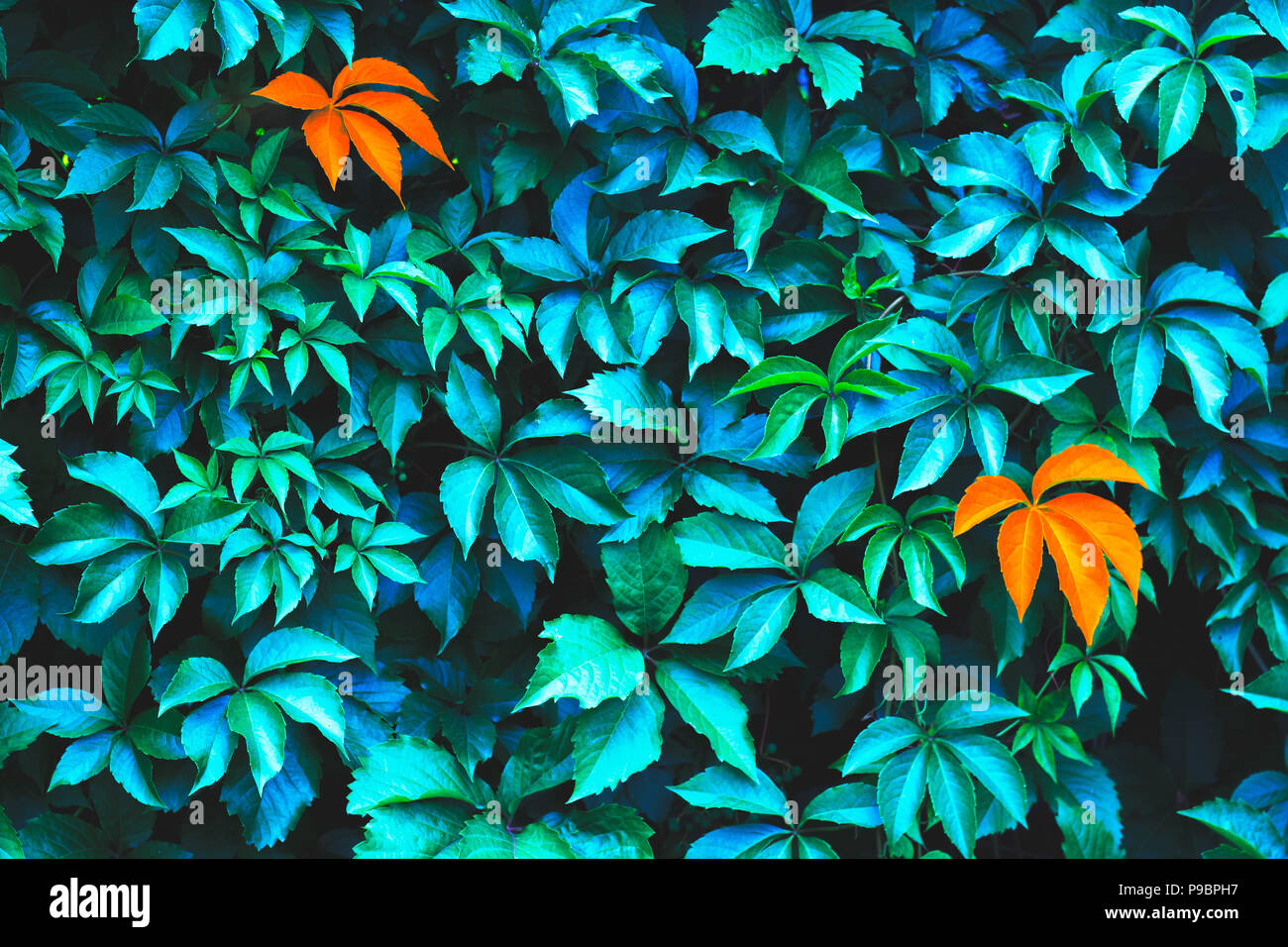 Creative background of blue-green leaves; nature background Stock Photo -  Alamy