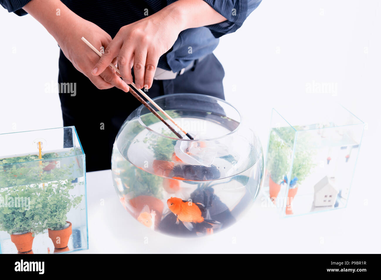 Aquarium for pet and hobby at home. Catching fish to new bowl Stock ...