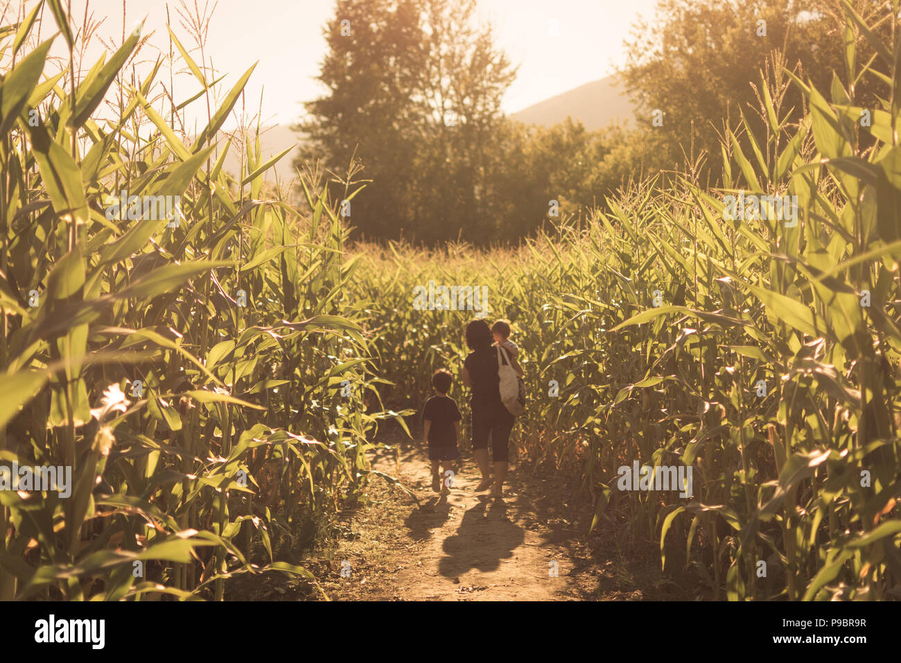 Family Walking In A Cornfield Stock Photo