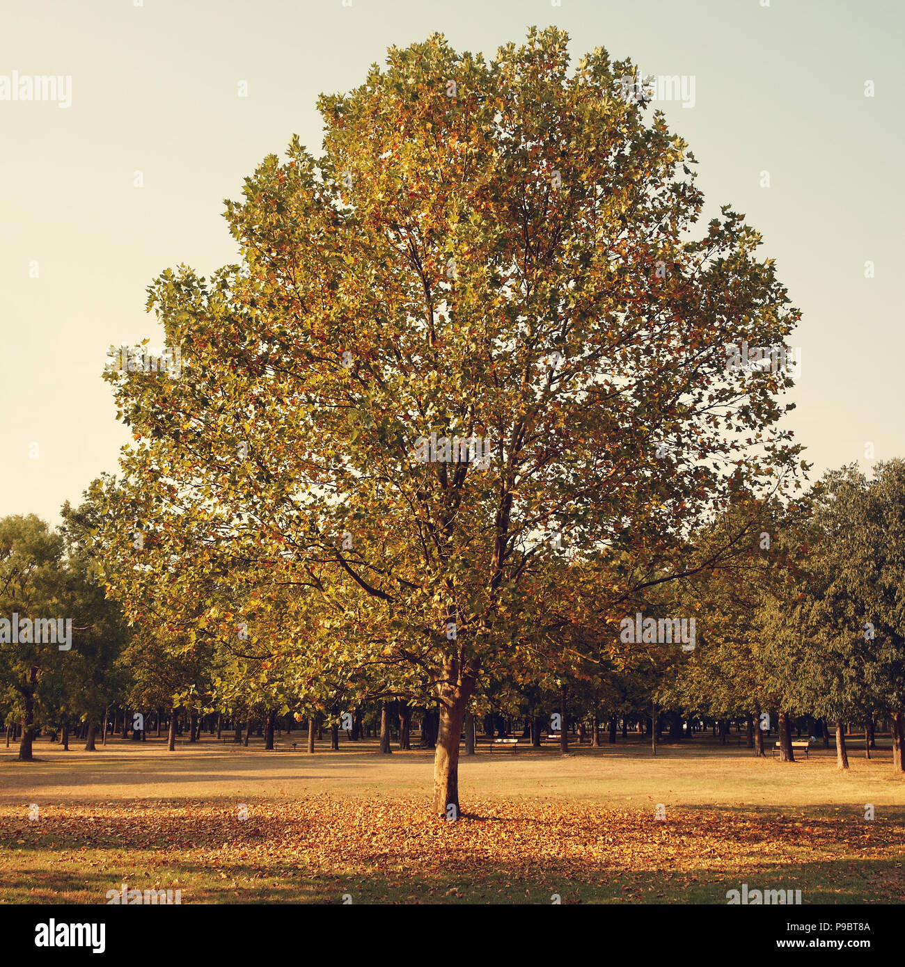 My Image 22