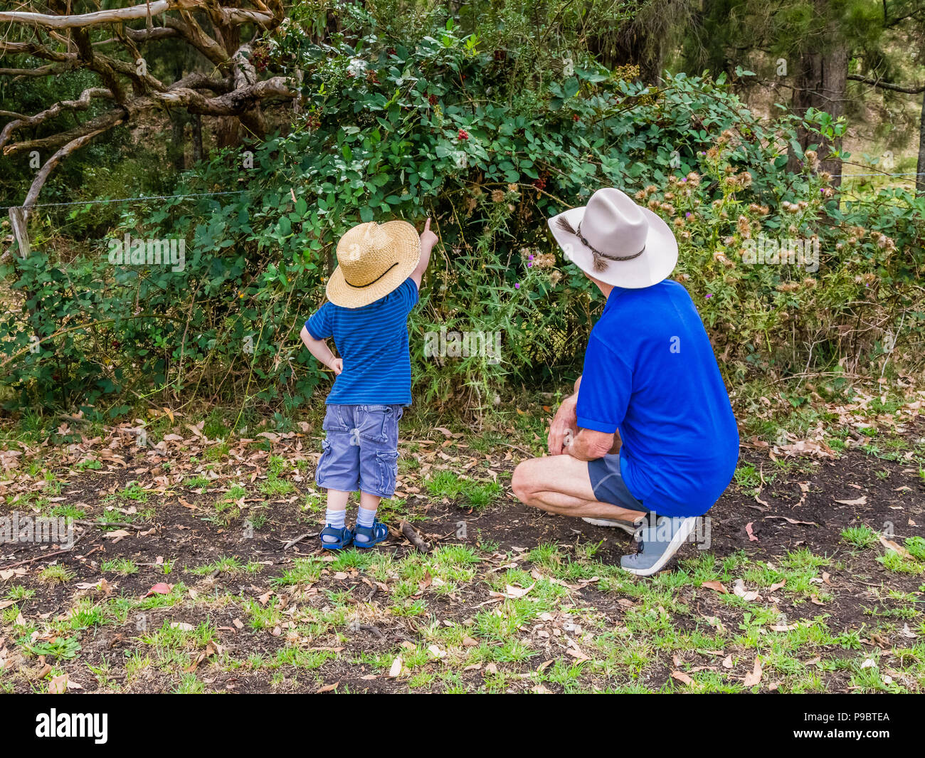 Small boy in the Australian countryside, showing his grandfather where the blackberries are. Stock Photo