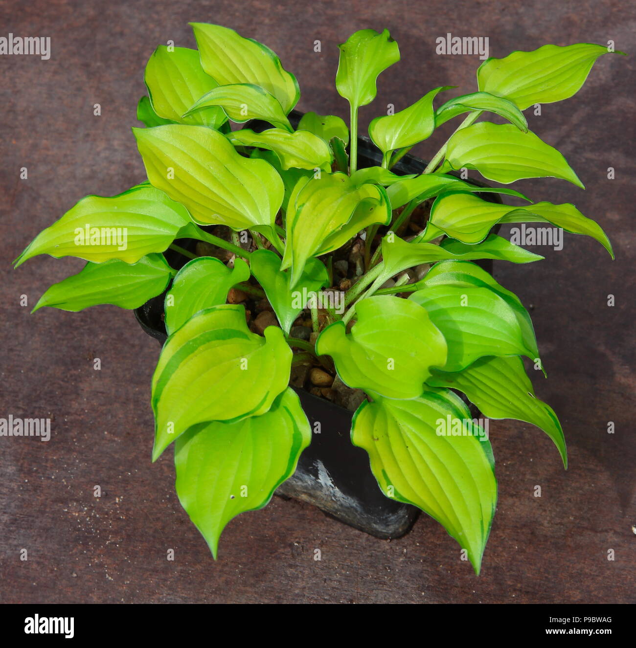 This lime coloured leafed HOsta has beutiful leaves with a green edging