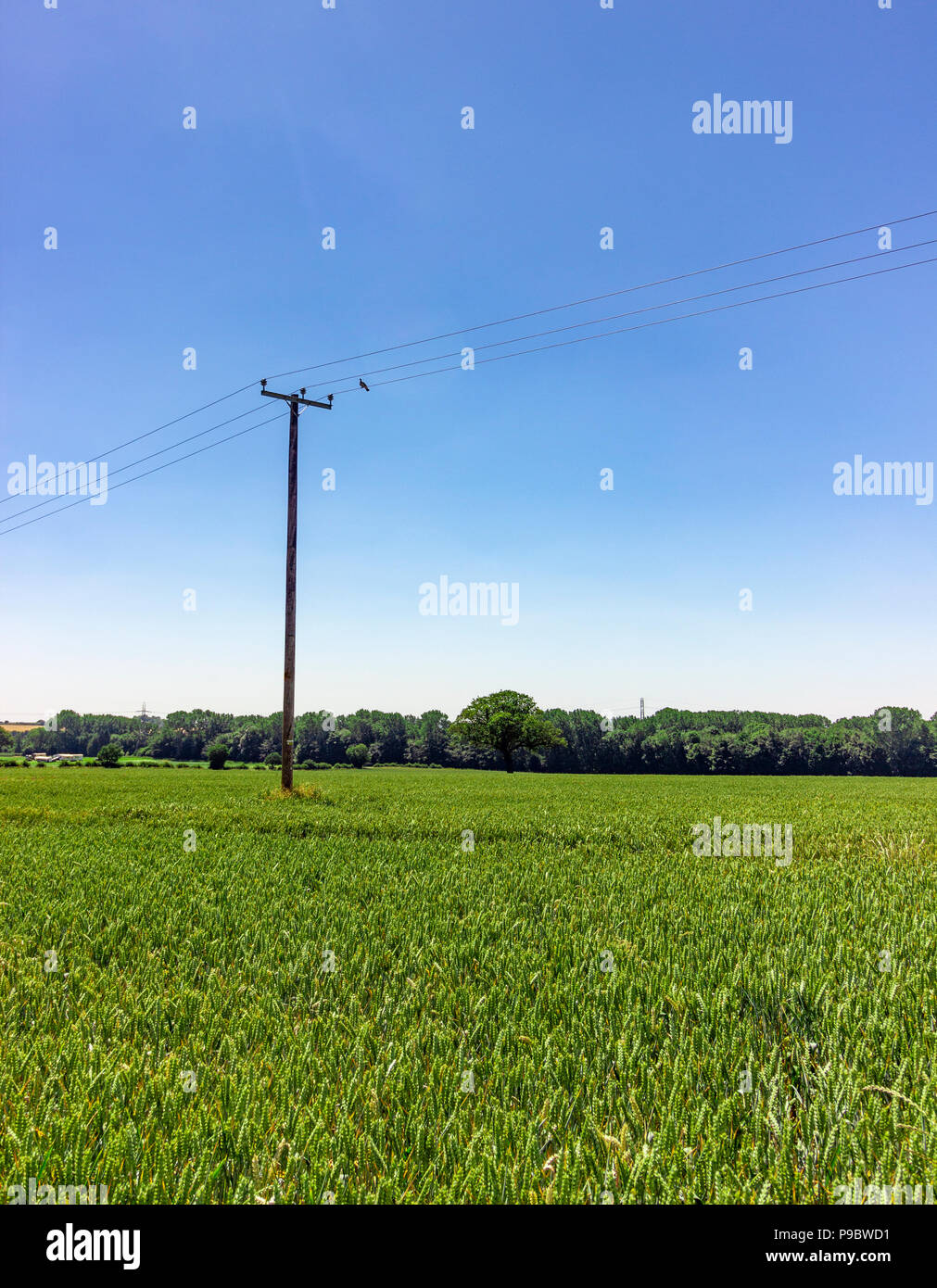Pole in Field Stock Photo Alamy