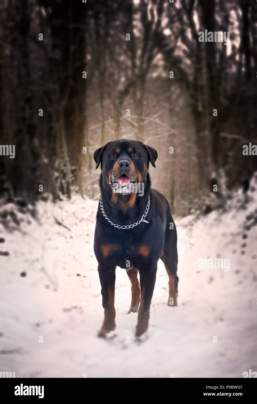 rottweiler in the snow