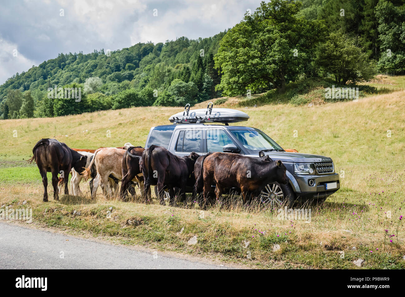 Range Rover Discovery surrounded by cattle in a field. Stock Photo