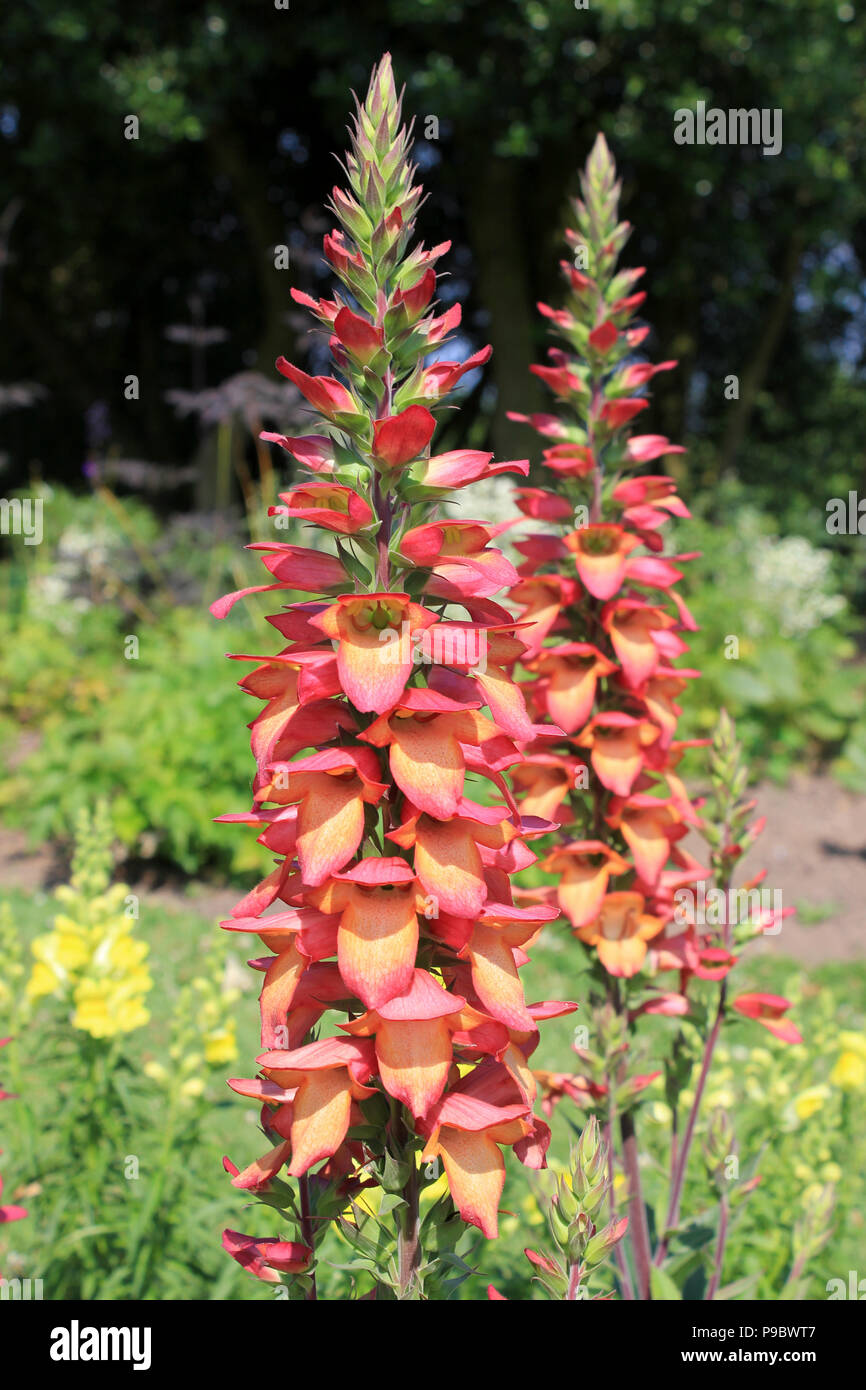 Digitalis Hybrid 'Honey Trumpet' - Plantaginaceae family Stock Photo