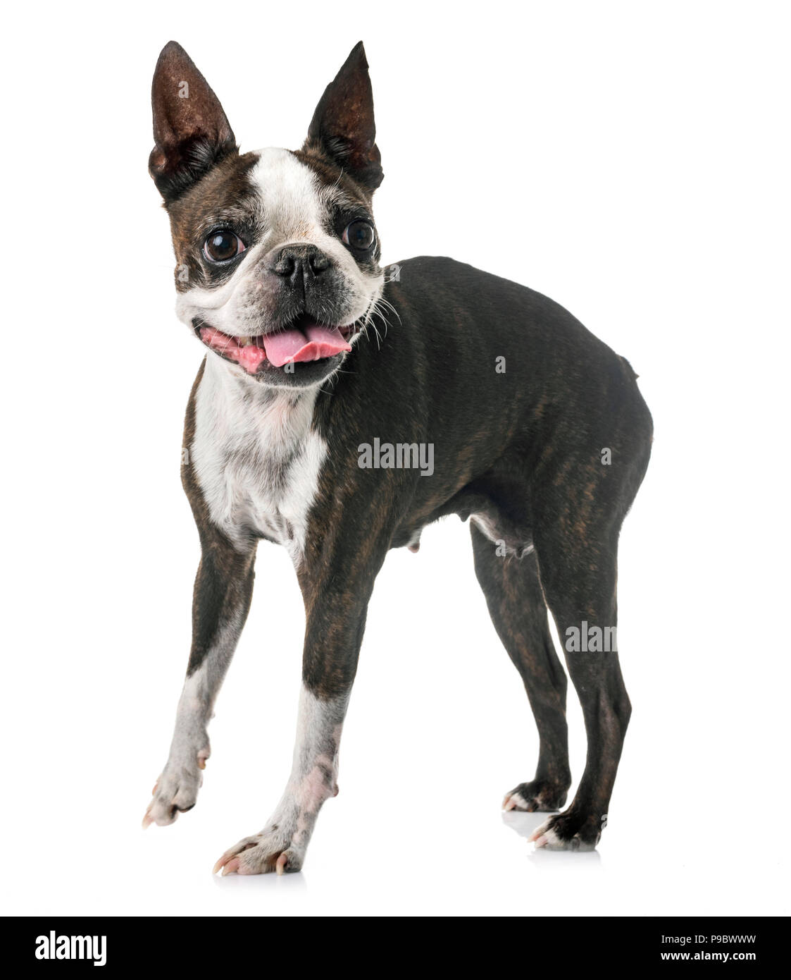 boston terrier in front of white background Stock Photo - Alamy