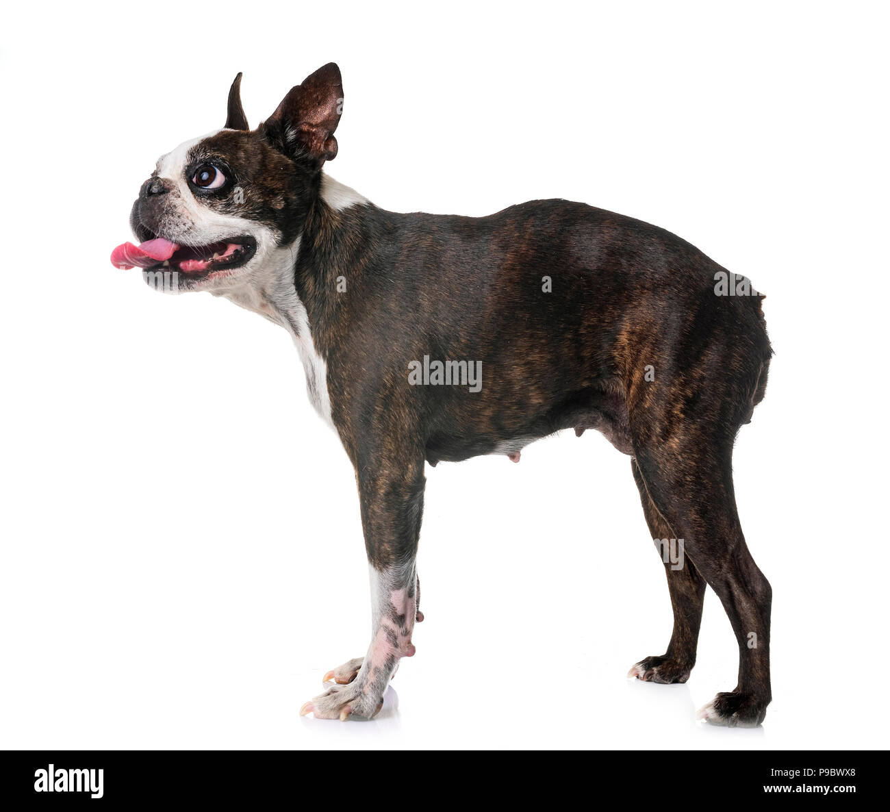 boston terrier in front of white background Stock Photo - Alamy
