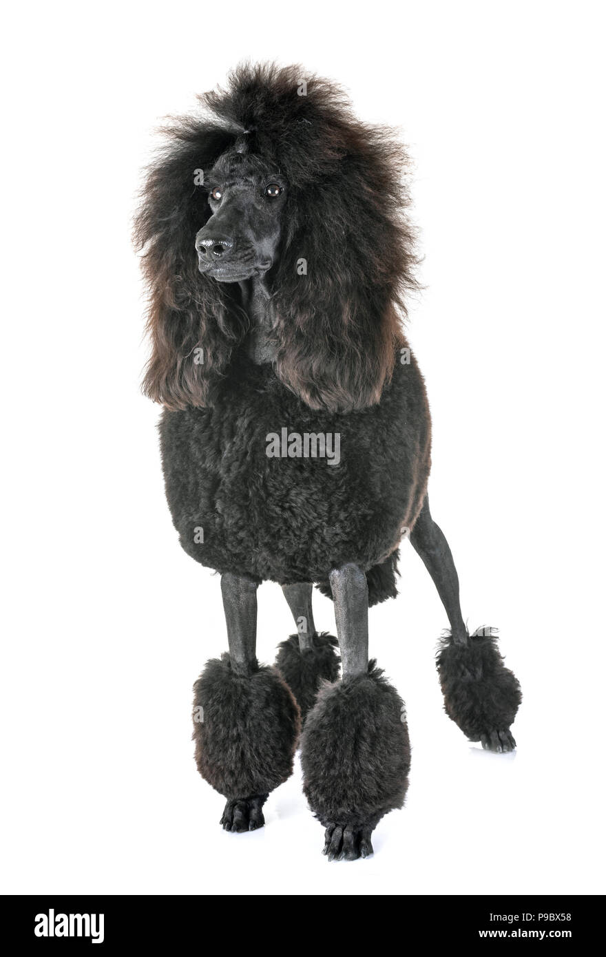 montravia poodles
