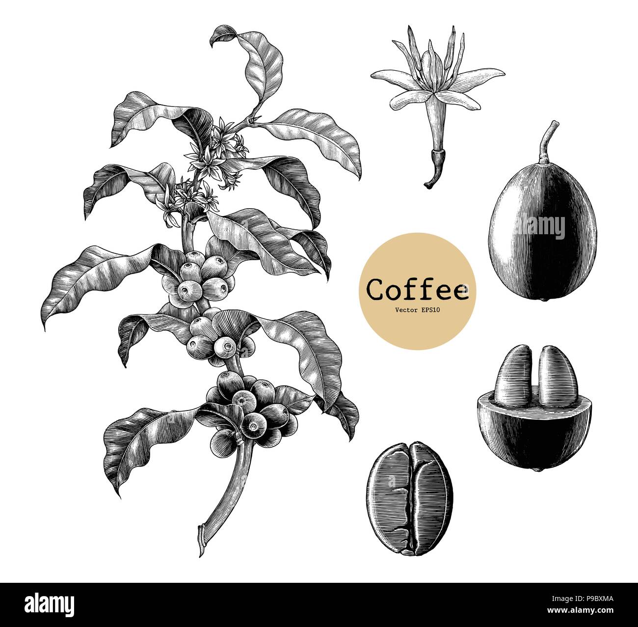 Coffee branch,Coffee flower,Coffee bean hand drawing vintage clip art
