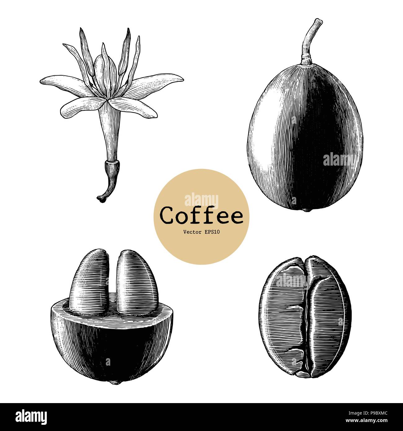 Coffee flower,Coffee bean hand drawing vintage clip art isolated on