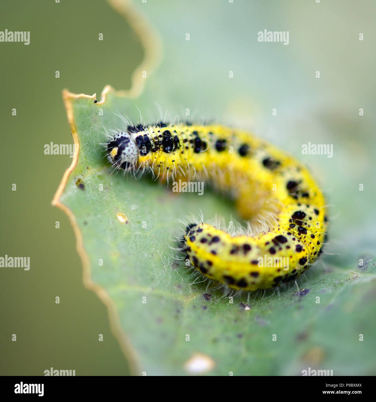 Cabbage white caterpillar eating leaf hi-res stock photography and ...