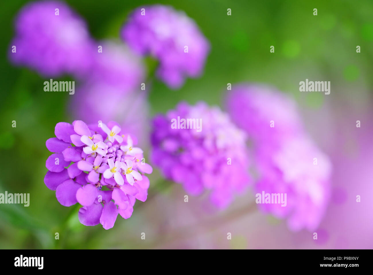 Small purple flowers Iberis umbellate in summer in a garden Stock Photo