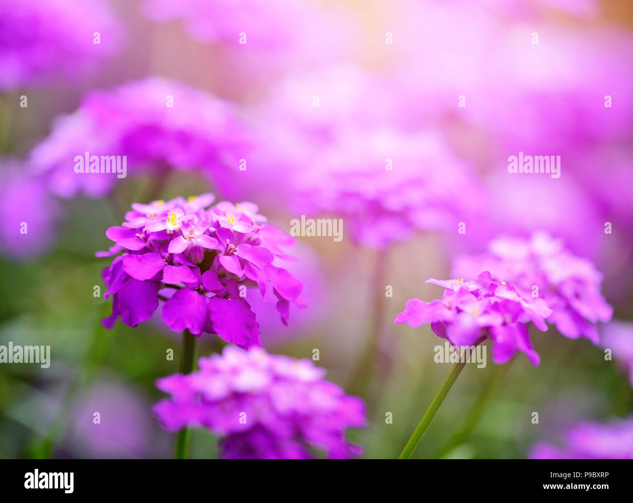 Small purple flowers Iberis umbellate in summer in a garden Stock Photo