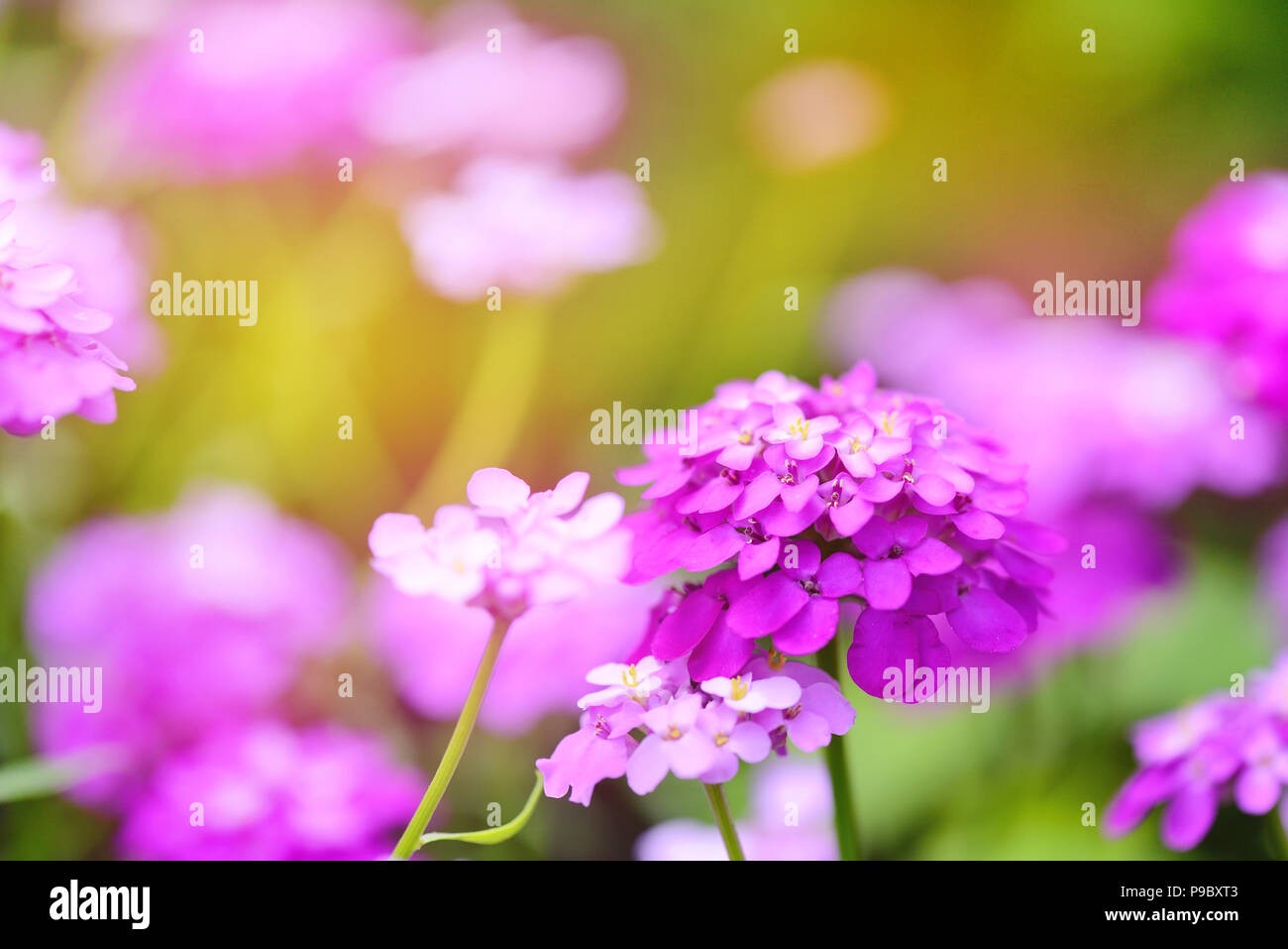 Small purple flowers Iberis umbellate in summer in a garden Stock Photo