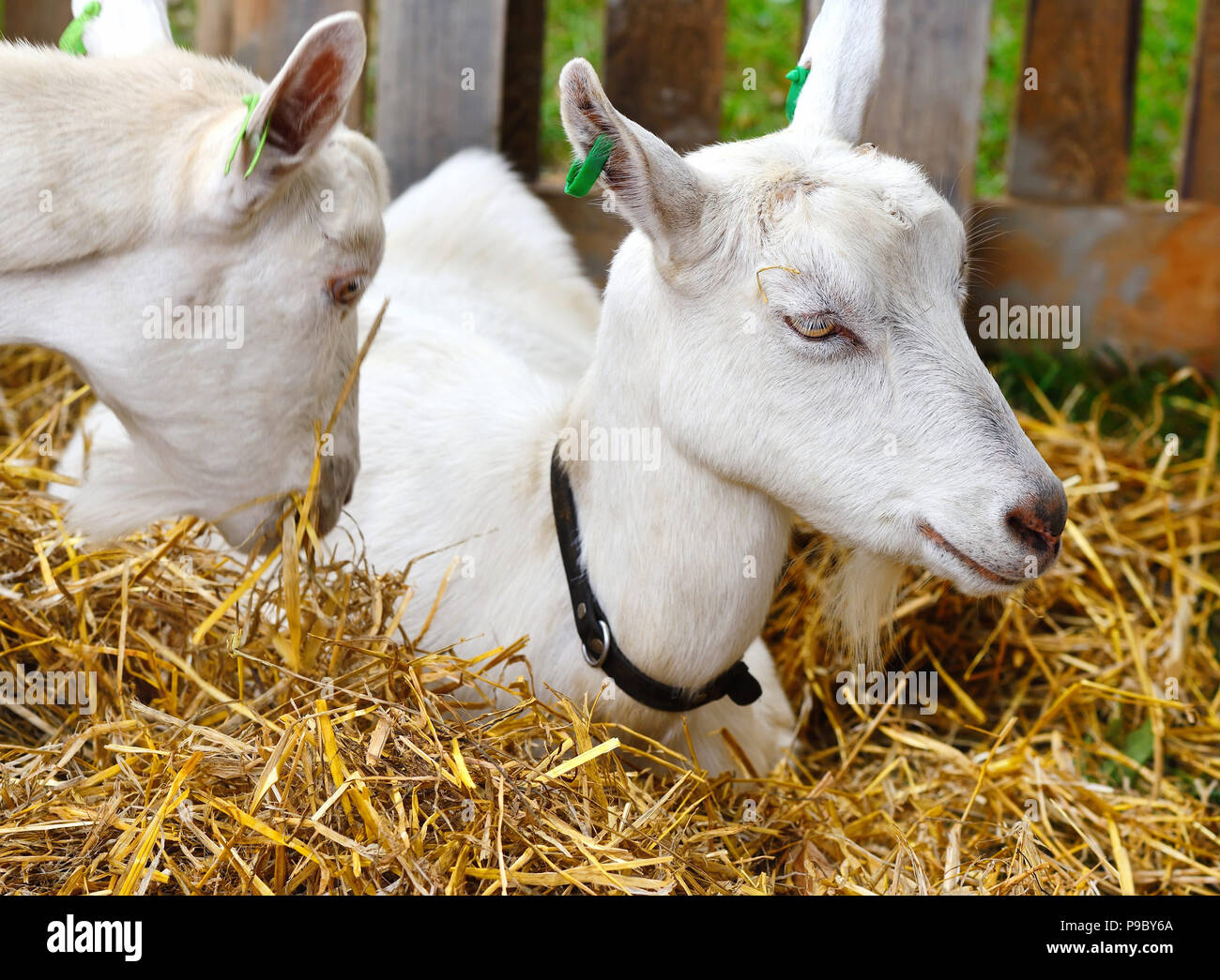 Hornless hires stock photography and images Alamy