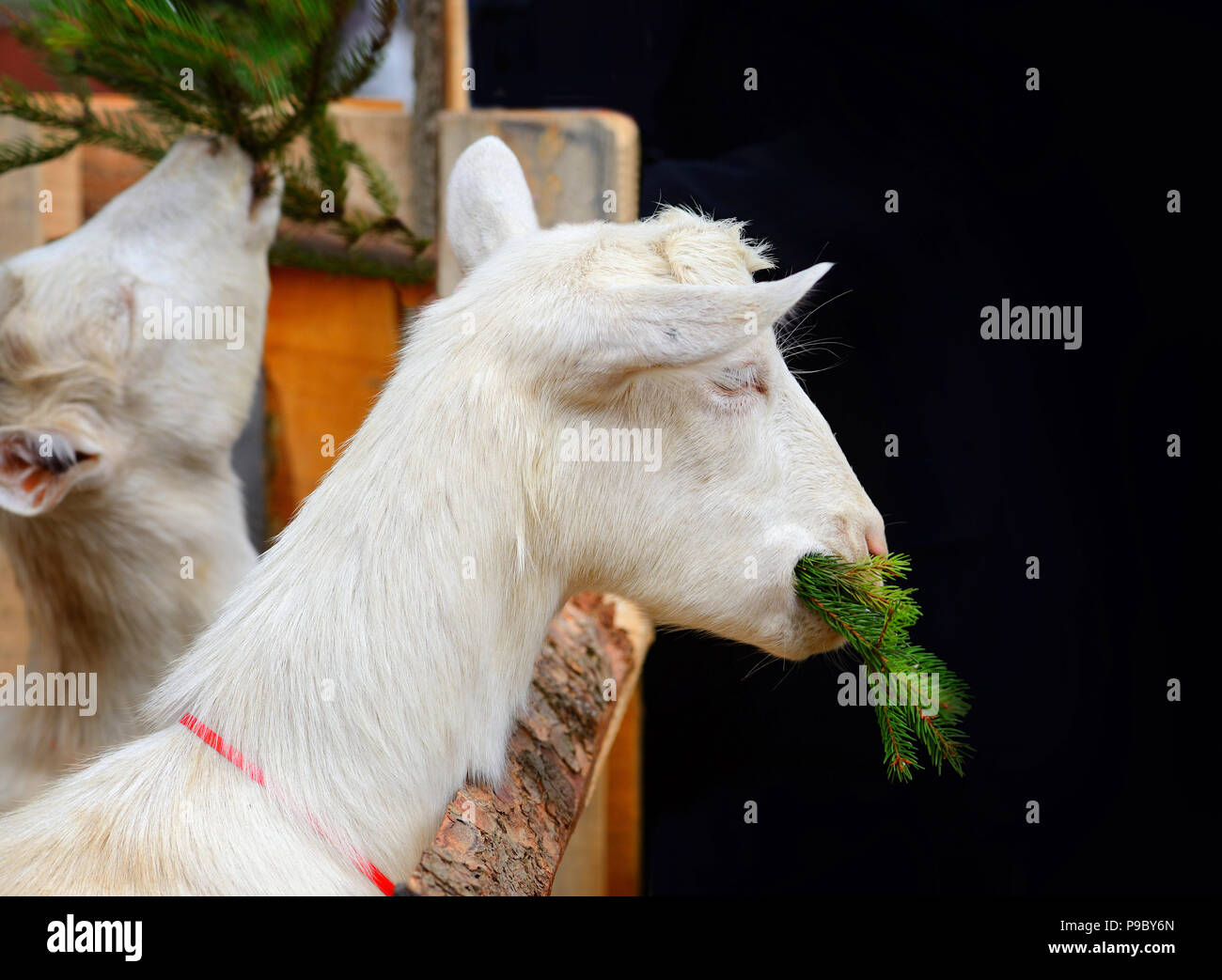 White goat eating fir branches in the yard of the farm Stock Photo Alamy