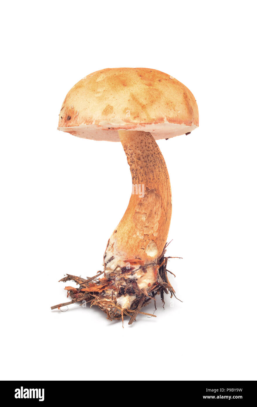 tylopilus felleus mushroom isolated on white Stock Photo