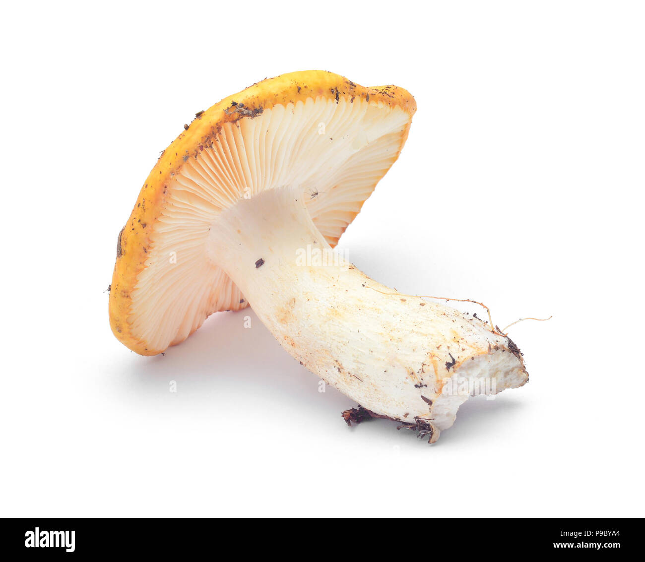 Russula ochroleuca mushroom isolated on white Stock Photo
