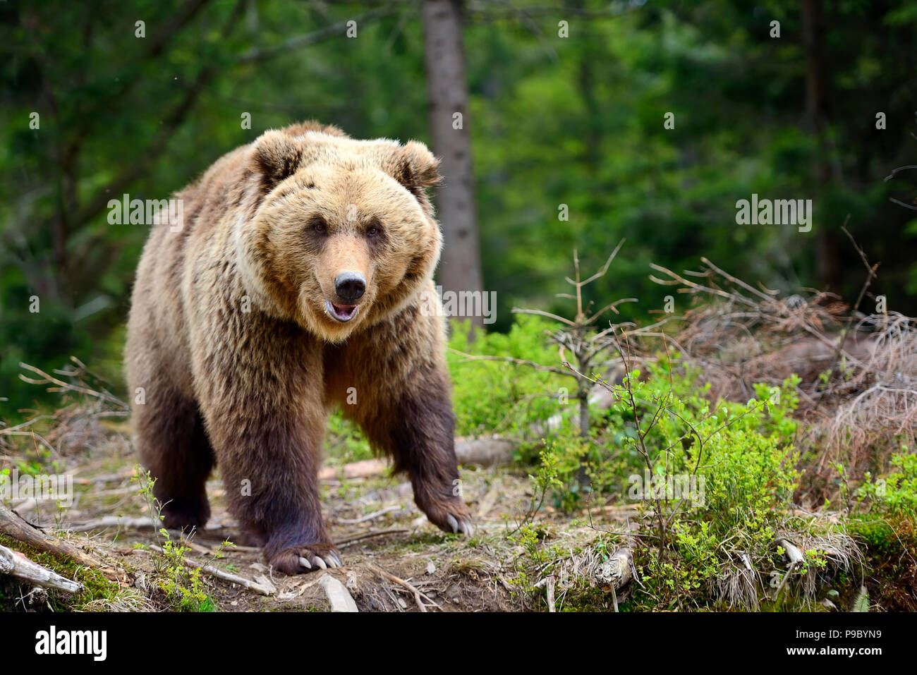 European brown bear in a forest landscape at summer. Big brown bear in ...