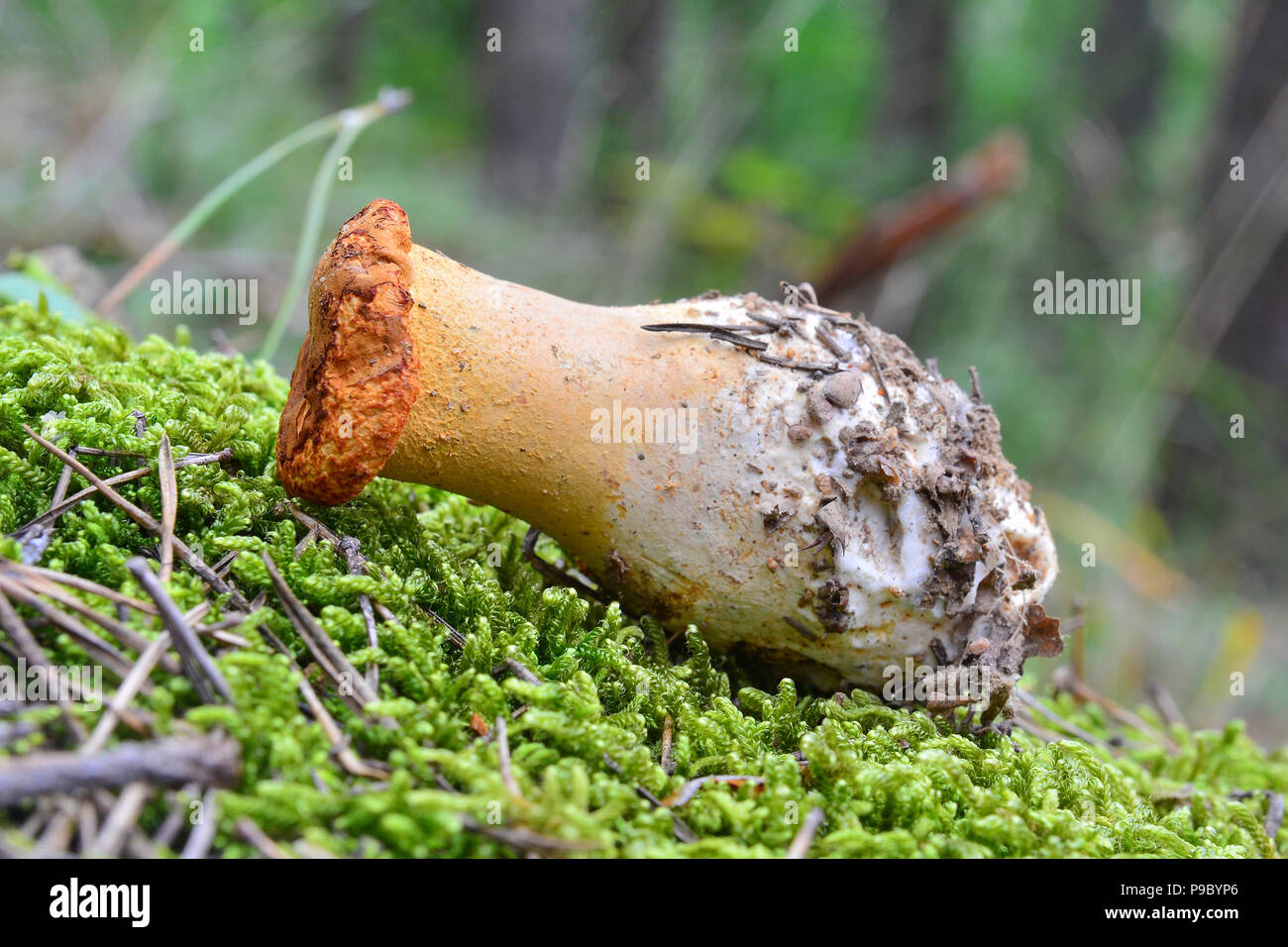 hydnum rufescens mushroom in the woods Stock Photo