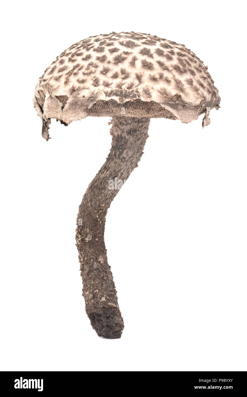 strobilomyces strobilaceus mushroom isolated on white Stock Photo