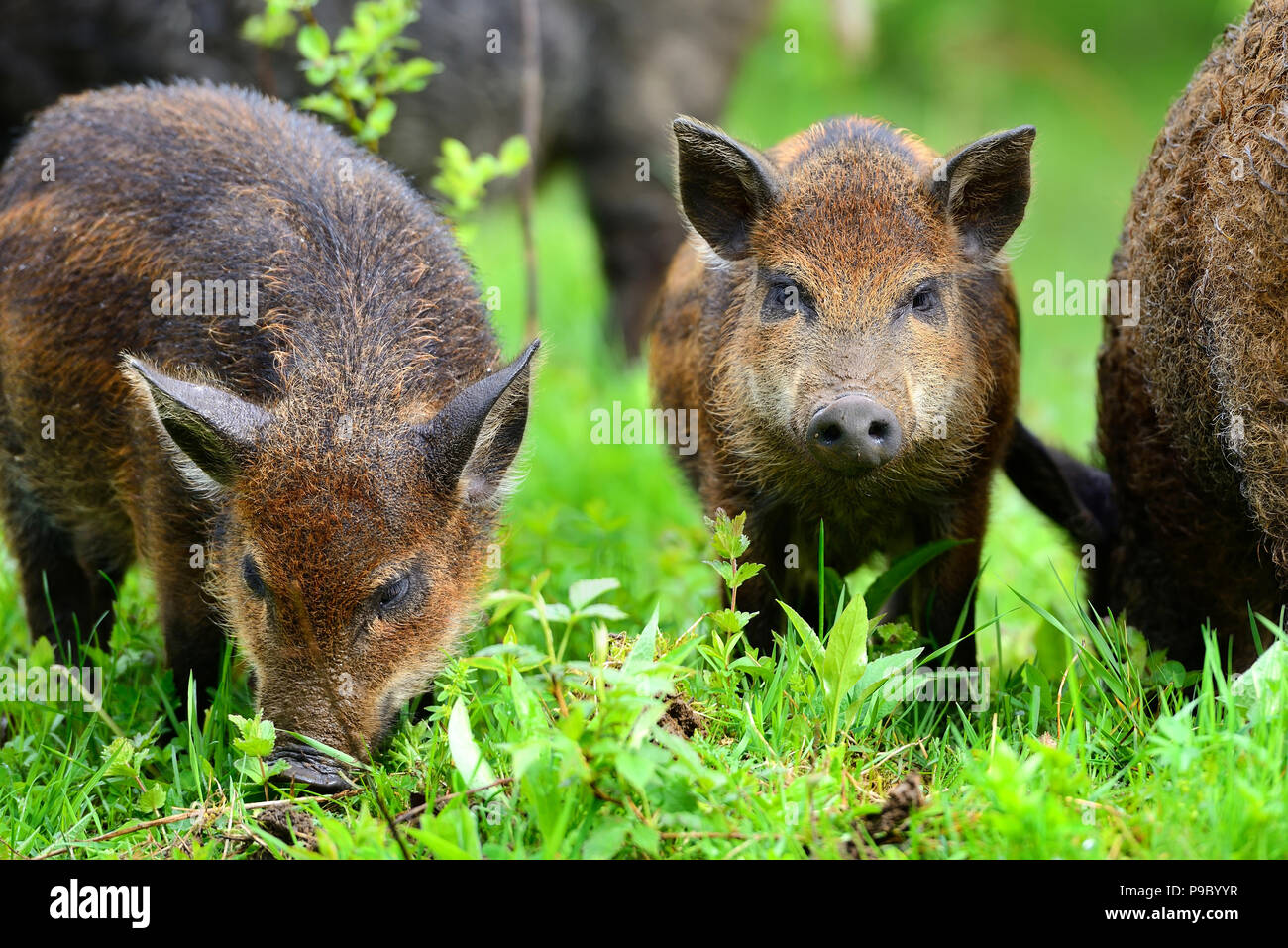Little wild boars hi-res stock photography and images - Alamy