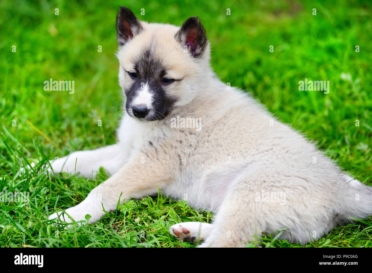 A beautiful Siberian Laika puppy lying down on the grass Stock Photo ...