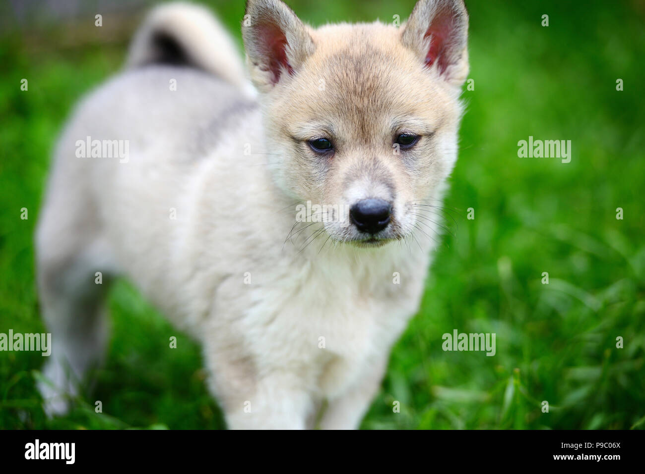 A beautiful Siberian Laika puppy on the grass. Portrait of cute happy ...