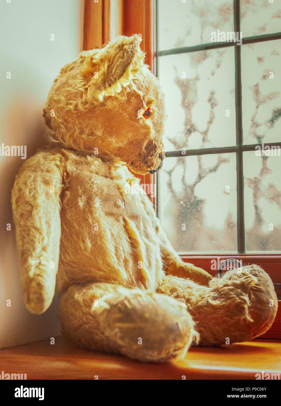 vintage worn out golden brown teddy bear sitting on a window sill looking out of a lead lined window Stock Photo
