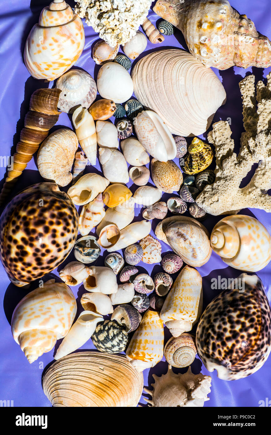 Shell Poster: A collection of Indian Ocean sea shells and corals from Masirah Island, Oman. Stock Photo